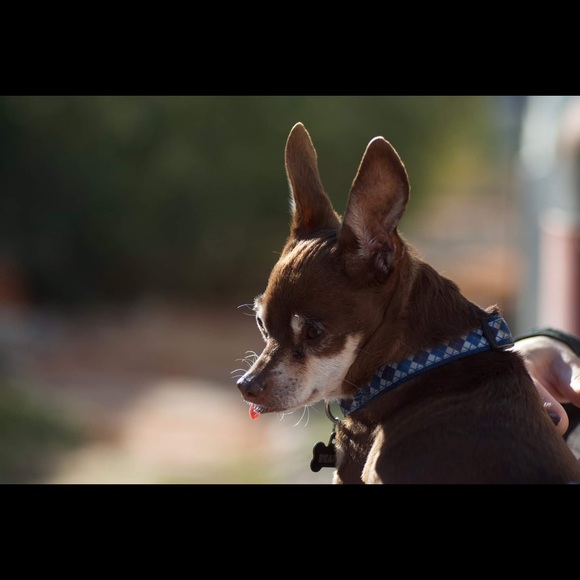 Meet your Posher, Mona - Picture 7 of 14